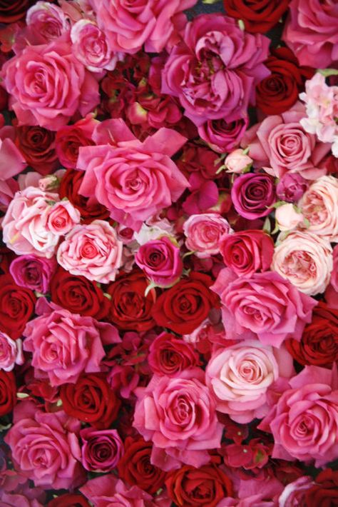 Find out all the different rose color meanings just in time for Valentine's Day. Yellow Rose Meaning, Wallpaper Mawar, Rose Color Meanings, Red Roses Wallpaper, Coral Roses, Red And Pink Roses, Language Of Flowers, Beautiful Rose Flowers, Flower Phone Wallpaper