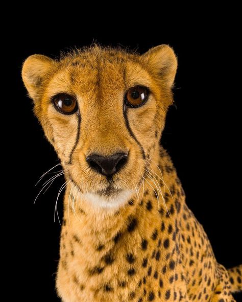 Joel Sartore- Photo Ark’s Instagram profile post: “Sponsored by @oppo // All my life, I’ve wanted to save endangered species. The way they look and ignite our imaginations, in every color…” Photo Art, Endangered Species, Joel Sartore, Animal Photos, Every Color, Animal Photo, Life I, My Life, Instagram Profile