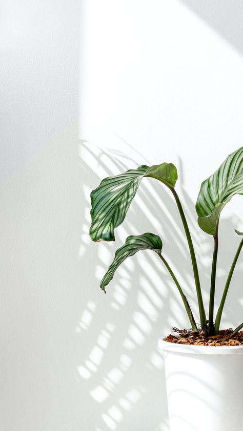 Download premium image of Calathea Orbifolia by a white wall by Jira about INSTAGRAM STORY, Aesthetic, aesthetic green, stories jungle and minimalist Ios White Wallpaper, White Images Aesthetic, White Flower Wallpaper Iphone, Cute White Aesthetic Wallpaper, Aesthetic White Wallpaper Iphone, White Simple Wallpaper, White Pastel Aesthetic, White Aesthetic Iphone Wallpaper, Simple Wallpapers White