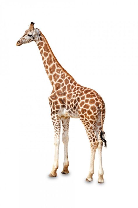 Free Photos: One giraffe is isolated on white background | Animals Animals With White Background, Picture With White Background, Animal White Background, Animals White Background, Animal Pictures For Kids, Giraffe Photos, Giraffe Head, Animal Flashcards, Wild Animals Pictures