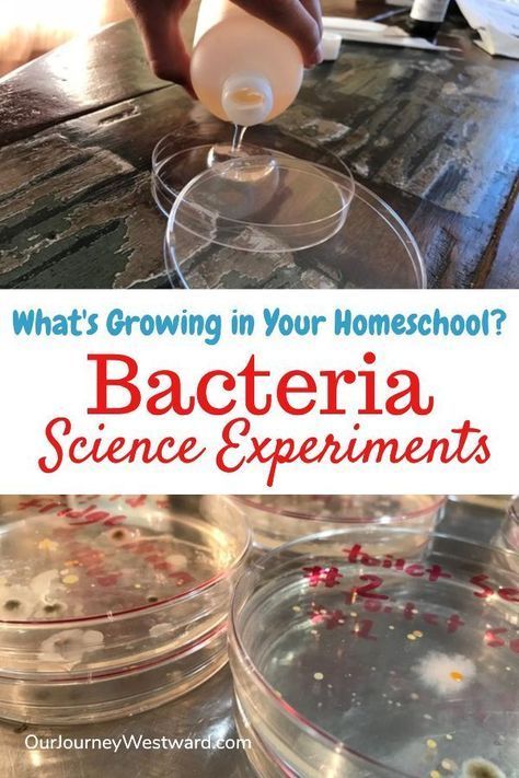 High School Science Experiments, High School Science Fair Projects, High School Science Fair, Science Project Board, Biology Activities, Biology Experiments, School Science Experiments, Homeschool Science Experiments, Biology Activity