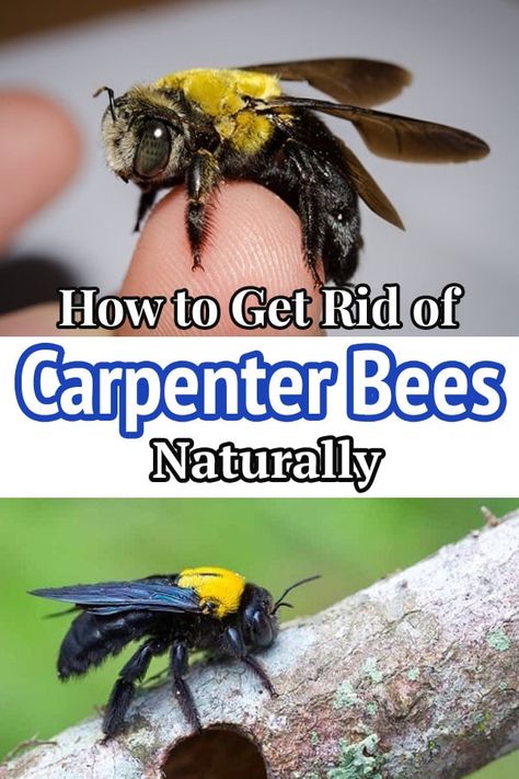 Carpenter bees are harmless but can stain your wooden assets and other things at home. Learn How to Get Rid of Carpenter Bees Naturally! Nature, How To Get Rid Of Bees In The Ground, Wood Bees How To Get Rid Of, How To Keep Carpenter Bees Away, Carpenter Bee Repellent Diy, How To Get Rid Of Bees, How To Get Rid Of Carpenter Bees, Carpenter Bees How To Get Rid Of, Bee Killer