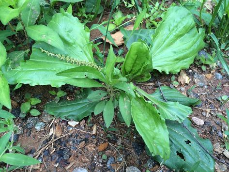 Nature, Permaculture, Wild Herbs Medicine, Herbs Medicine, Medicinal Wild Plants, Medicine Tips, Wild Herbs, Fresh Eats, Plant Medicine