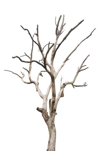 Dry Tree, Dry Branch, Dry Desert, Floral Logo Design, Tree Textures, Single Tree, Bare Tree, Tree Images, Dry Plants