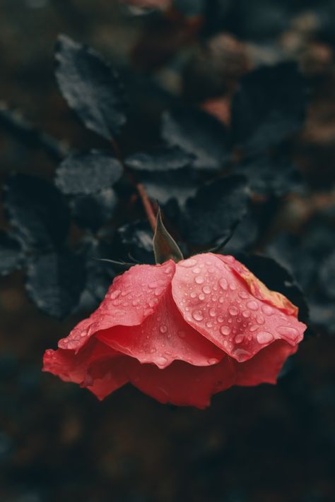 When the rain kisses flower Rain Kisses, Video Wallpapers, Raindrops On Roses, Moody Wallpaper, Background Beauty, Beauty In Nature, A Beautiful Flower, 4k Background, Wallpapers 4k