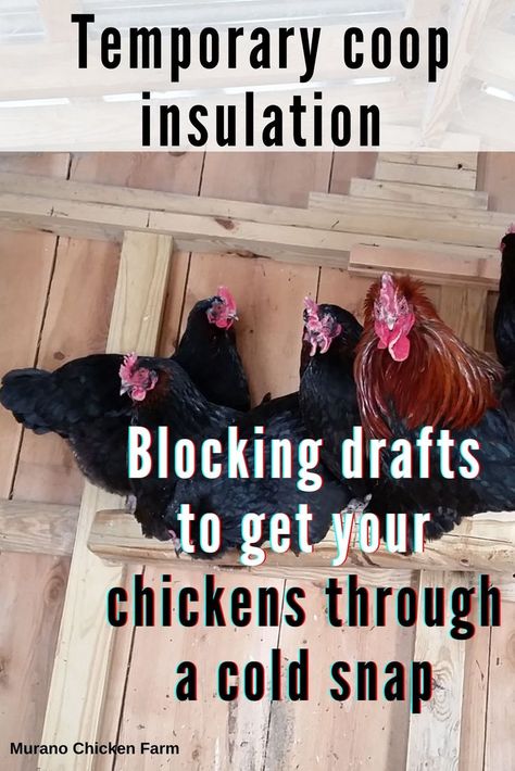 Chickens in insulated coop during winter Chicken Coop Winter, Inside Chicken Coop, Chickens In The Winter, Small Chicken Coops, Backyard Chicken Coop Plans, Chicken Pictures, Fancy Chickens, Backyard Chicken Farming, Homestead Chickens