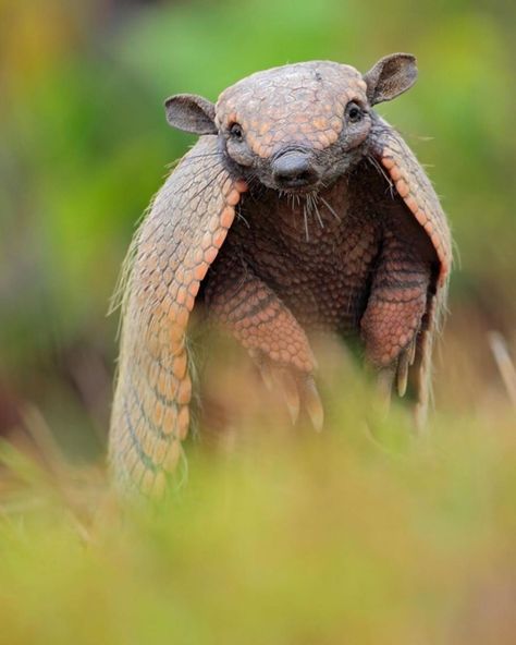 Armadillo Art, Animal Print Wallpaper, Animal Activities, Unusual Animals, Pretty Animals, Animal Photos, Silly Animals, Cute Wild Animals, Fluffy Animals