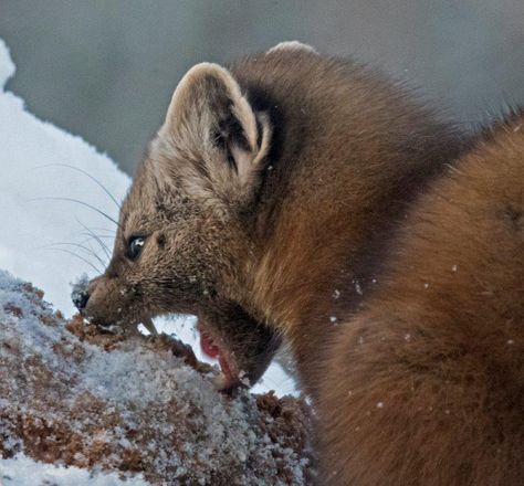 Pine marten biting frozen date mash Robin Core, Pine Martens, Pine Marten, Dark Materials, Animal Reference, Black Bears, His Dark Materials, Pretty Animals, December 31