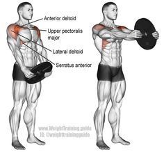 Weight plate front raise. An isolation and push exercise. Target muscle: Anterior Deltoid. Synergistic muscles: Lateral Deltoid, Clavicular Pectoralis Major, Serratus Anterior, Middle Trapezius, and Lower Trapezius. Chest Workouts, Pectoralis Major, Serratus Anterior, Fitness Studio Training, Best Shoulder Workout, Shoulder Training, Gym Antrenmanları, Fit Lifestyle, Women Workout