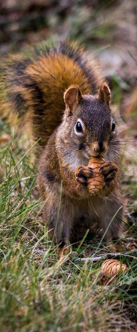 Cute Squirrel Wallpaper, Pictures Of Squirrels, Squirrel Pics, Squirrel Images, Squirrel Photography, Mammals Animals, Animals And Pet Supplies, Squirrel Eating, Squirrel Pictures