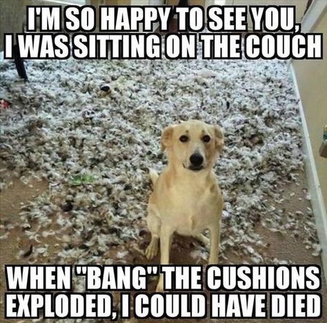 Funny Animal Quotes, Funny Dog Pictures, Dog Jokes, Cute Animal Memes, Animale Rare, Funny Dog Memes, Lovely Animals, Funny Animal Jokes, Memes Humor