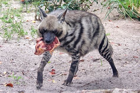 Kangaroo, Hyena, Hyena Eating, Hyena Art, Art Gcse, Paint Ideas, Oil Paint, Oil Painting, Paint