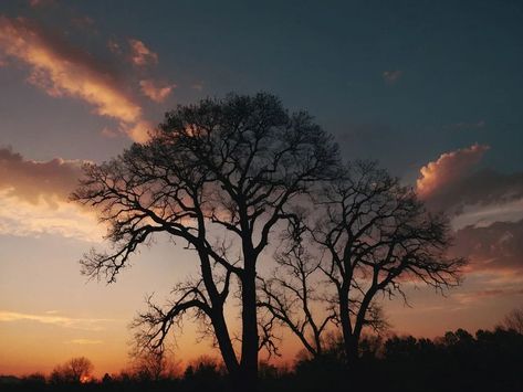 Silhouette trees against sky during sunset #photography #naturephotography #silhouette #sunset #landscape #tranquility #tree #treephotography #outdoors Tree Silhouette Photography, Silhouette Trees, Silhouette Sunset, Silhouette Photography, Tree Photography, Sunset Landscape, Tat Ideas, Tree Silhouette, Sunset Photography