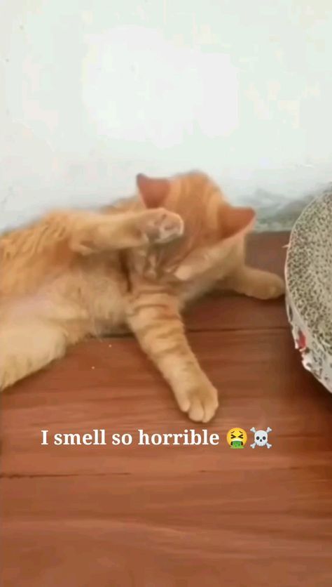 Funny Animals Humor, Talking Animals Funny, Funny Animal Videos Try Not To Laugh, Dogs And Cats Funny, Funny Cats And Dogs Videos, Funny Dog Videos Hilarious Laughing, Funny Animal Videos Can't Stop Laughing, Funny Dog Gif, Crazy Cats Videos