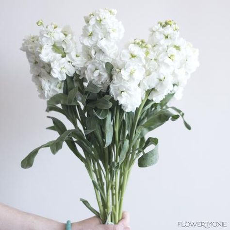 White Stock Flower, Flower Moxie, Wedding Flower Guide, Fresh Wedding Flowers, Boda Diy, Cheap Wedding Flowers, Beach Wedding Flowers, Stock Flower, Flower Guide