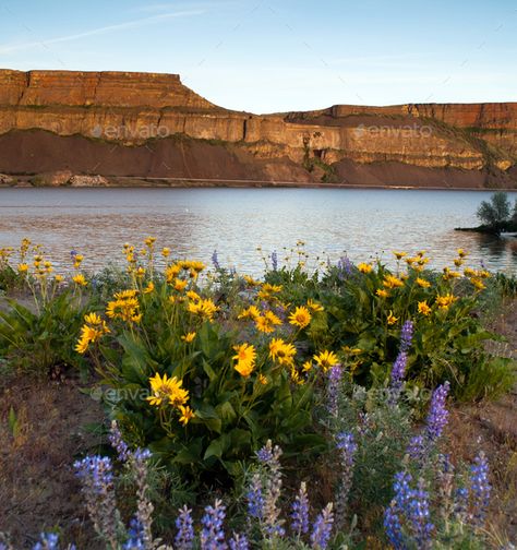 Meadow Mountain, Oregon Aesthetic, Landscape Meadow, High Desert Landscaping, Flower Forest, Field Photos, Lake Washington, Eastern Washington, Child Of The Universe