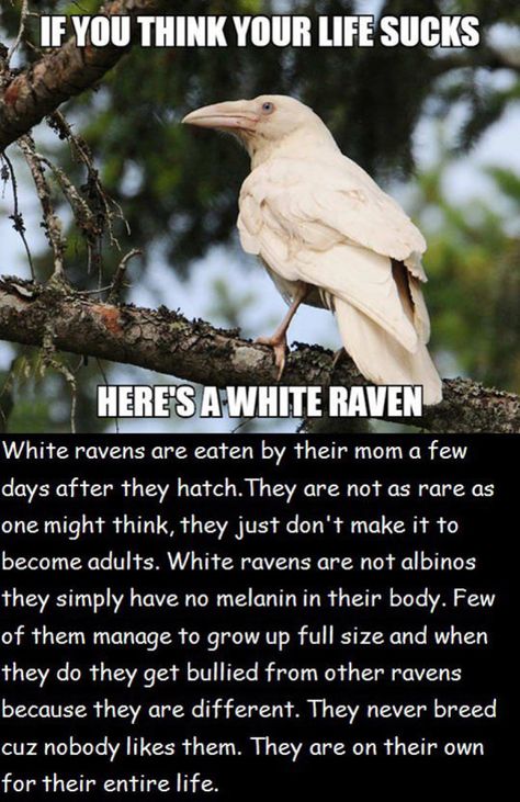 The Life Of A White Raven Is Not So Good Comfort Hug, White Raven, Interesting Information, Happy Animals, Secret Life, Weird Facts, Best Funny Pictures, Beautiful Creatures, Pet Birds