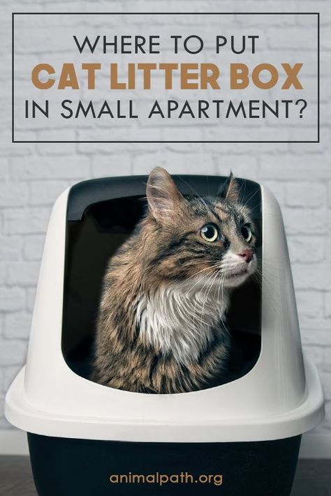 Small Apartment Cat, Litterbox Solutions, Litter Box Ideas Hidden, Cat Litter Box Ideas Hidden, Cat Litter Box Diy, Cat Litter Smell, Cat Litter Box Ideas, Cat Liter, Litter Box Ideas