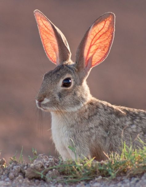 Cottontail rabbit Nature, Hare Animal, Cottontail Rabbit, Rabbit Artwork, Bunny Stuff, Rabbit Life, Rabbit Pictures, Rabbit Drawing, Rabbit Run