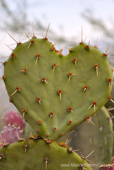 Cactus heart Cactus And Sunflower, Heart Cactus, Cactus Heart, Cactus Backgrounds, Red Cactus, Art Time, Cactus Flower, Grapes, Sunflower