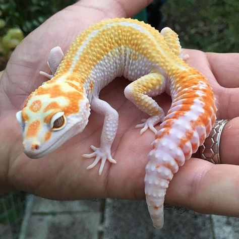 Mutant Geckos on Instagram: “A little Pastel Reverse Stripe Tangerine White and Yellow Tremper Albino🦎 #leopardgecko #gecko #lizard #reptile #pastel…” Geko Lizard Aesthetic, Leopard Gecko Aesthetic, Geko Lizard, Gecko Aesthetic, Leopard Gecko Funny, Albino Leopard Gecko, Tangerine Leopard Gecko, Pictures Of Reptiles, Lepord Gecko