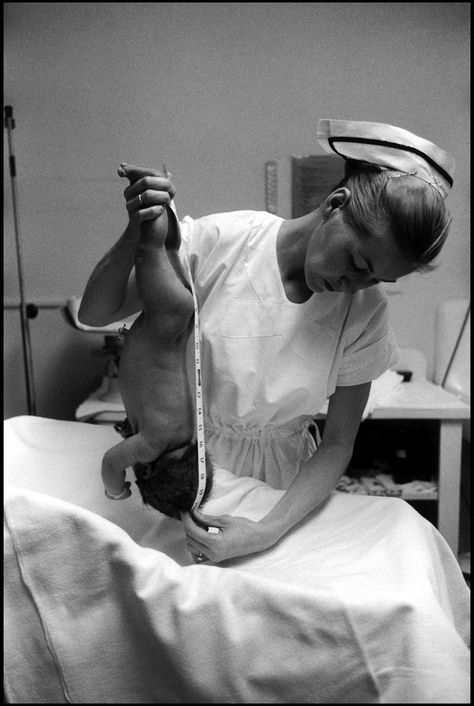 Elliott Erwitt, Nursing Essay, History Of Nursing, Eve Arnold, Nurse Photos, Neonatal Nurse, Life In Pictures, Nurse Rock, Vintage Nurse