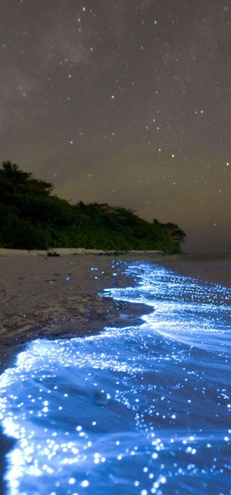 Sea of Stars caused by microscopic organisms called bioluminescent phytoplankton -  Vaadhoo Island in the Maldives. Amazing Nature, Vaadhoo Island, Bioluminescent Bay, Maldives Beach, Sea Of Stars, Porto Rico, Natural Phenomena, Pretty Places, Dream Vacations