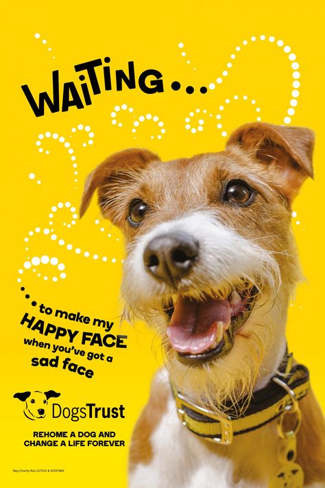 Independent creative agency 18 Feet & Rising has launched a new through-the-line ad campaign for the UK’s largest dog welfare and rehoming charity, Dogs Trust. Pet Advertising, Dog Marketing, Pet Branding, Animals Poster, Largest Dog, Dogs Trust, 카드 디자인, Dog Branding, Dog Poster