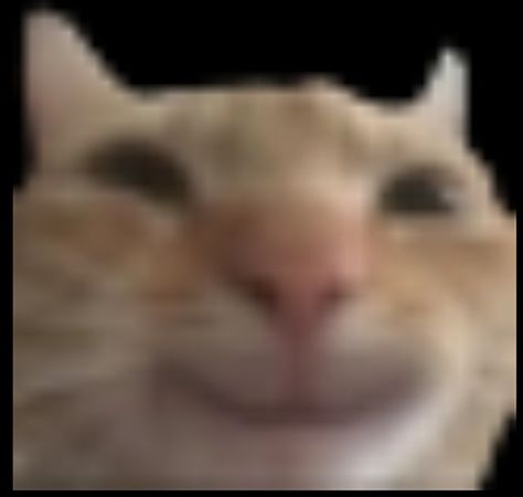 Low quality meme cat smiling funny goofy discord meme memes Low Quality Cat Pfp, Goofy Low Quality Pics, Laughing Cat Reaction Pic, Lol Reaction Pic, Random Low Quality Pics, Shy Cat Reaction, Cat Thumbs Up Reaction Pic, Low Quality Cat Pics, Squinting Reaction Pic