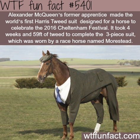 The first horse to wear a suit - WTF fun facts Crazy Animal Facts, Crazy Animals, Learn Something New Everyday, Horse Names, Animal Facts, True Facts, The More You Know, Weird Animals, Weird Facts