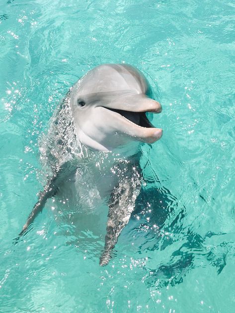 Dolphin Images, Dolphin Photos, Baby Dolphins, Dolphin Art, Underwater Animals, Beautiful Sea Creatures, Water Animals, Animale Rare, Underwater Creatures