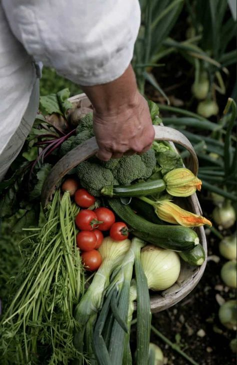 Sustainable garden ideas from Pippa Greenwood Sustainable Garden Ideas, Gift Ideas For Gardeners, Vegetables Photography, Sustainable Gardening, Plant Varieties, Harvest Basket, Farm Lifestyle, Garden Basket, Vegetable Basket