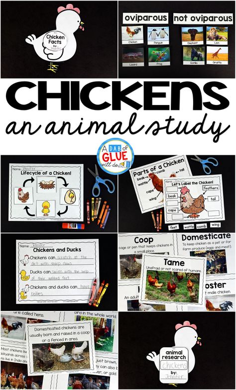 Engage your class in an exciting hands-on experience learning all about chickens! It will be the perfect addition to your spring and Easter lesson plans. This Chicken Animal Study is perfect for science in Preschool, Pre-K, Kindergarten, First Grade, and Second Grade classrooms and packed full of inviting science activities. Students will learn about the difference between chickens and ducks, oviparous and non-oviparous animals, parts of a chicken, and a chicken's life cycle. When students ar... Oviparous Animals Preschool, Parts Of A Chicken, Science Activities For Toddlers, Chickens And Ducks, Oviparous Animals, Kindergarten Science Activities, Chicken Life Cycle, Farm Lessons, Easter Lessons
