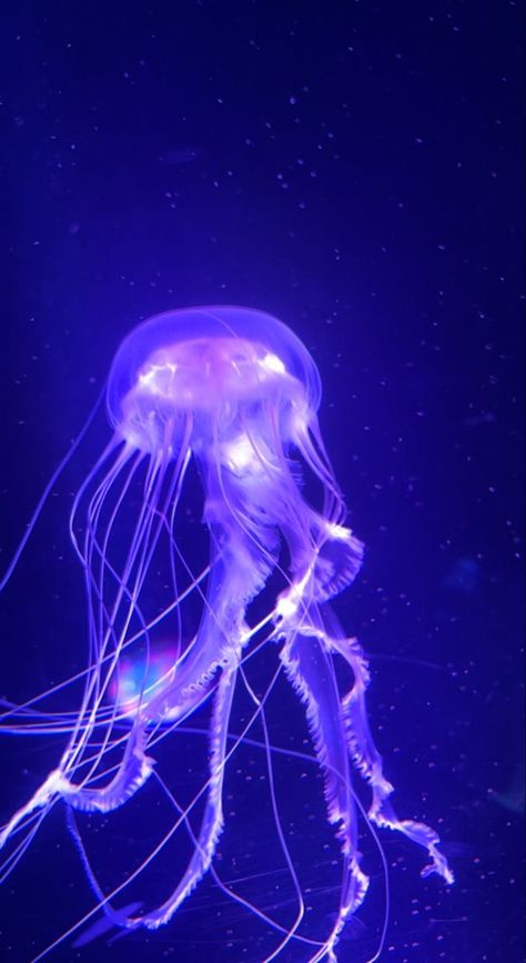 Purple Jelly Fish, Pretty Jellyfish, Fish Pretty, Cute Ocean Animals, Jellyfish Haircut, Aquarium Aesthetic, Jellyfish Pictures, Aquarium Photos, Tattoos Pretty
