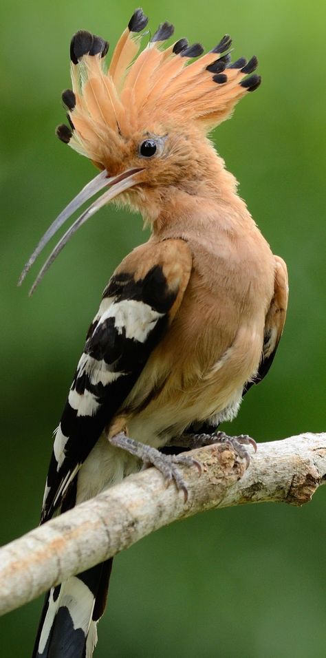 Bon Week End Image, Hoopoe Bird, Wild Birds Photography, Tropical Animals, Rare Birds, Nature Birds, Tropical Birds, Bird Pictures, Exotic Birds