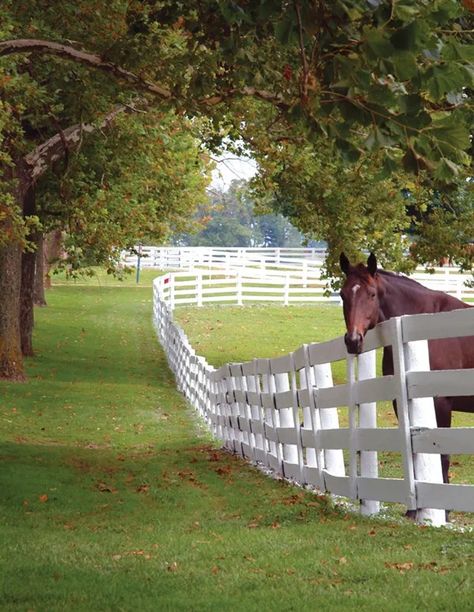 Kentucky Horse Farms, Horse Pasture, Homestead Animals, Farm Landscape, Farm Family, Future Farms, Dream Barn, Horse Ranch, Farms Living