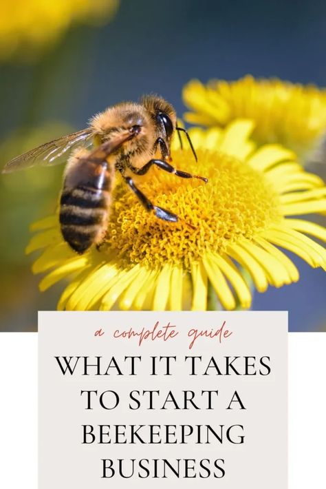 What It Takes To Start a Beekeeping Business (A Step-By-Step Guide) What is a Beekeeping Business? Also known as apiculture, beekeeping refers to the maintenance of bee colonies, usually in hives, by humans. Some people might keep bees for personal use, but when this practice is done on a commercial scale for the purpose of making a profit, it becomes a beekeeping business. If you are ... Read more The post What It Takes To Start a Beekeeping Business (A Step-By-Step Guide) first appeared o... Beekeeping Business, Bee Business, Honey Production, Bee Colony, Side Business, Bee Happy, Cryptocurrency News, What It Takes, Bee Keeping
