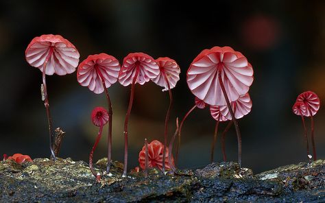 Marasmius haematocephalus Lichen Moss, Mushroom Pictures, Slime Mould, Folding Origami, Colossal Art, Mystical World, Mushroom Fungi, Modern Crafts, Tree Hugger