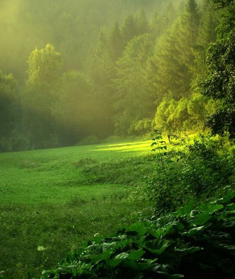 Morning light: Shaded Garden, Place Painting, Colour Therapy, Green Pasture, Psalm 23, Nature Aesthetic, Green Grass, Pretty Places, Shade Garden