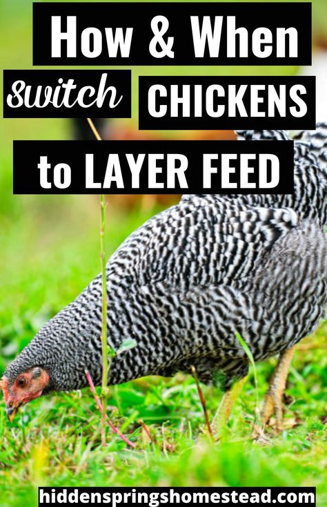 Best Chicken Feed For Layers, Diy Chicken Feed, Chicken Layer Feed, What Can Chickens Eat, Organic Chicken Feed, Benefits Of Chicken, Layer Feed, Chicken Diet, Broiler Chicken