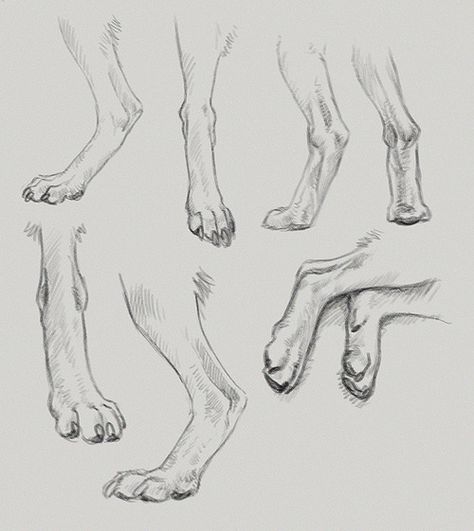 A few sketches of dog feet. I used Tai as my model for most of these since he is very bony and as a result it’s very easy to see the underlying structure of his legs/feet. 25/7/2012 Kannos Dogs Paw Drawing, Dog Paw Drawing, Free Spirit Art, Paw Drawing, Feet Drawing, Wolf Paw, Pencil Drawings For Beginners, Cat Anatomy, Dog Leg