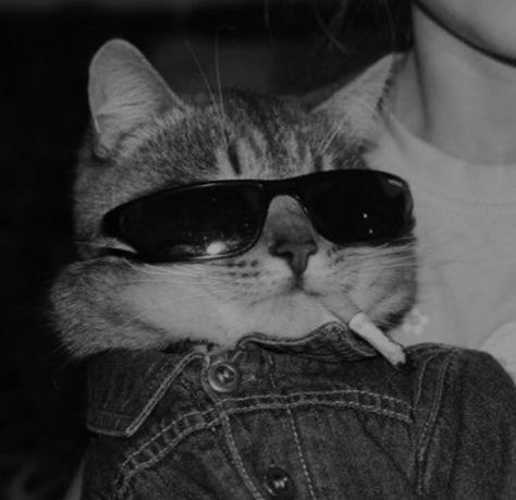 Meme Chat, Foto Kelakar, Cat Profile, Funny Cat Wallpaper, Haiwan Lucu, Cat Glasses, Image Chat, Image Swag, Tapeta Galaxie