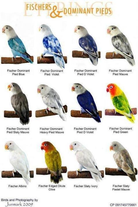 color mutations of black masked lovebirds | World Famous Types Of Colorful Love Birds Mutation of The Day Burung Beo, Love Birds Pet, African Lovebirds, Pet Birds Parrots, Bird Breeds, Parrot Pet, Bird Types, Bird Aviary, Bird Poster