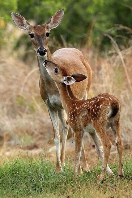 Regnul Animal, Deer Photos, Deer Pictures, Cute Deer, Deer Family, Airbrush Art, Whitetail Deer, Baby Deer, Sweet Animals