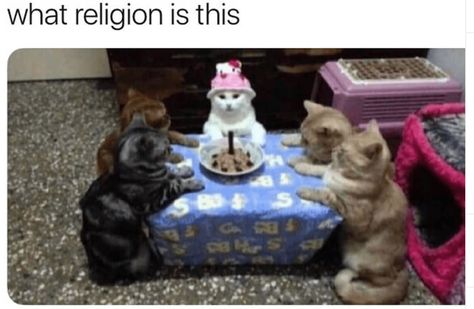 32 Hot And Fresh Caturday Memes To Start The Party Cat Celebrating, Gatto Carino, Koci Humor, Funny Cat Compilation, Cat Birthday Party, Meme Gato, Cat Party, Cat Birthday, Silly Cats