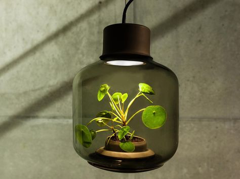 Mygdal Plantlamp, We Love Eames, design, plants, plants indoors, self-sustaining ecosystem, lighting, LED lighting, German design, hanging lamp, hanging style Hemma Diy, Plant Lighting, Lampe Design, Apartment Garden, German Design, Luz Natural, Mason Jar Lamp, Design Milk, Sustainable Design