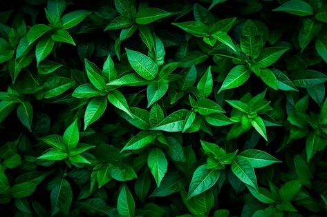 Photo green leaves background | Premium Photo #Freepik #photo #tropical-foliage #foliage-background #foliage #nature-leaf Nature, Green Background Landscape, Foliage Background, Green Leaves Background, Green Leaf Background, Photo Green, Leaves Background, Leaf Images, Tropical Foliage