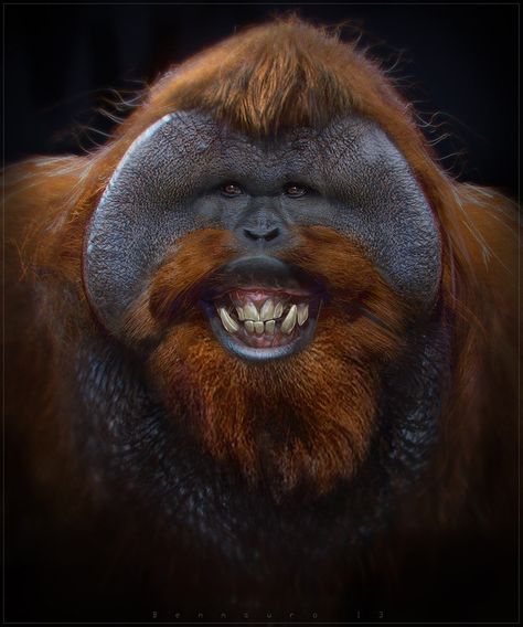 Ugly Monkey, Monkey Pose, Marmoset Monkey, Ugly Animals, Orang Utan, Ugly Dogs, Monkey Pictures, Pose For The Camera, Monkeys Funny