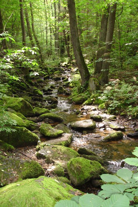 Forest Rocks, Forest Foliage, Natures Path, Image Nature, Mountain Stream, Forest Path, Pretty Landscapes, Fantasy Forest, My Favorite Color