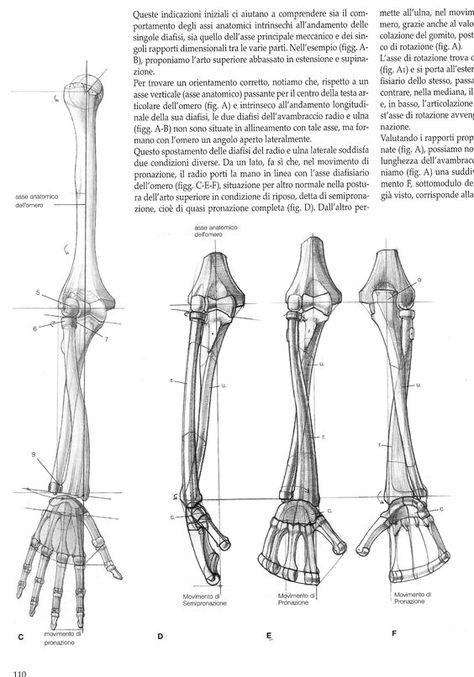 Character Design Collection: Bones Anatomy - Daily Art, references Arm Anatomy, Arm Bones, Anatomy Bones, Skeleton Anatomy, Skeleton Drawings, Human Anatomy Drawing, Anatomy Tutorial, Human Figure Drawing, Human Anatomy Art